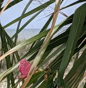 Meet your Posher, Paulette